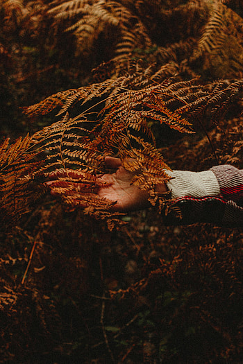 Nature, Autumn, Leaves, Hand, Branch HD phone wallpaper