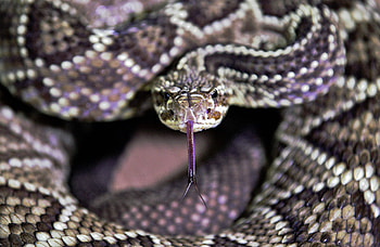 Rattlesnake populations, Climate change impact, Ecological balance, Population surge HD wallpaper
