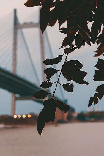 Leaves, Twilight, Miscellanea, Miscellaneous, Blur, Smooth, Branch, Dusk, Bridge HD phone wallpaper