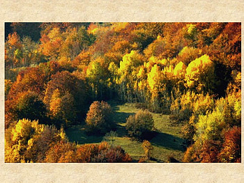 Beautiful Golden Autumn, golden, autumn, beautiful, nature HD wallpaper