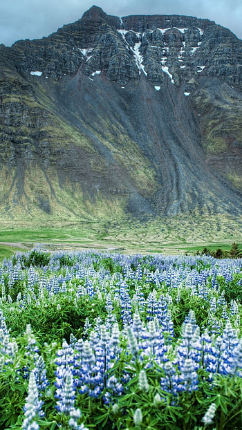 Bluebonnet, Valley of flowers, Himalayas, Wildflower meadows HD phone wallpaper