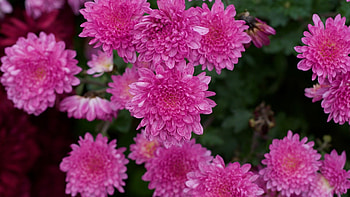 Nature's chrysanthemums, Stunning flower collection, Versatile floral beauty, Vibrant blooms HD wallpaper