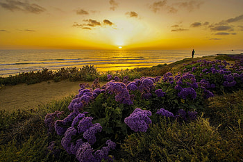 Pacific Ocean California, flowers, pacific, ocean, california HD wallpaper