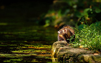 Animals, Water, Grass, Sit, Hide, Ferret, Polecat HD wallpaper