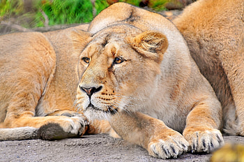 Animals, Muzzle, Lion, Predator, Lioness HD wallpaper