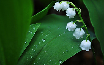 Raindrops, Lilies of the Valley HD wallpaper