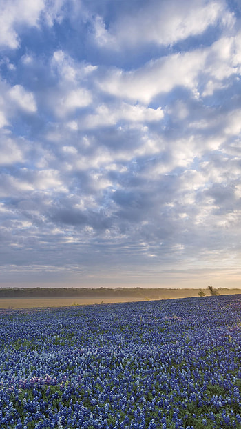 Texas Hill Country, Bluebonnet sunrise, Ennis TX, Flowers HD phone wallpaper