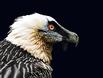 Bearded Vulture, Stunning , Striking backgrounds HD wallpaper