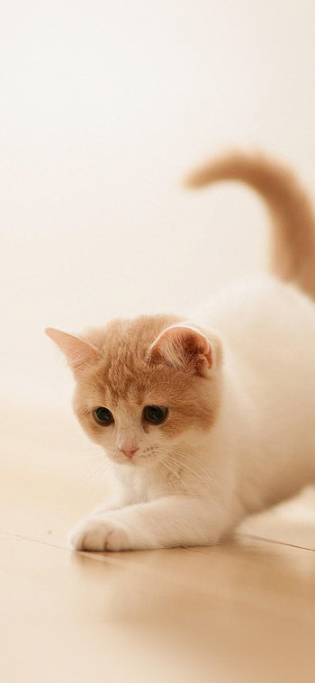 Cute cat, Kitten animal HD phone wallpaper