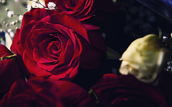 Beauty, rose, magic, magnifique, red, passion, red rose, lovely HD wallpaper