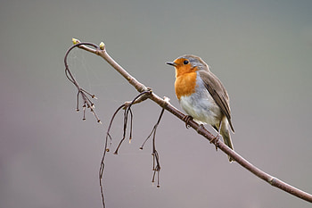 Robin bird wildlife, Vibrant passerine, Immersive , Nature's wonders HD wallpaper