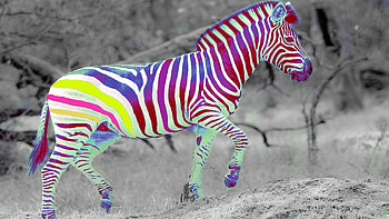 Funny, Animals, Zebra HD wallpaper