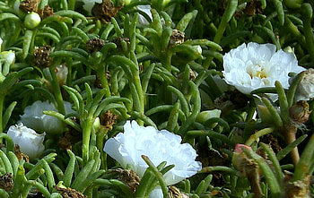 moss rose, nature, flowers HD wallpaper