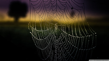 Spider Web Background - Bing HD wallpaper
