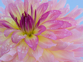 Plants, Flowers HD wallpaper