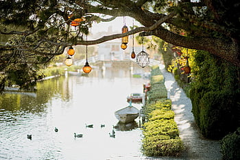 Peaceful waterway with ducks and decorative lanterns on a tree branch. HD wallpaper