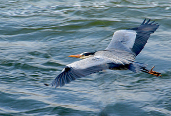 Animals, Water, Heron, Bird, Flight, Stork HD wallpaper