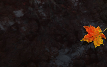 Water, Autumn, Miscellanea, Miscellaneous, Maple, Maple Leaf HD wallpaper