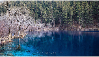 Nature, Lake, Shore, Transparent, Forest, Shores, Blue Water HD wallpaper
