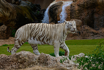 Bengal tiger, creation, tiger, cat, large, 4, U HD wallpaper