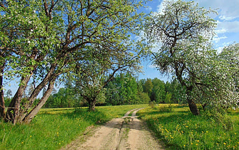 Spring Road in Latvia, path, landscape, trees, Latvia, road, spring, dandelions HD wallpaper