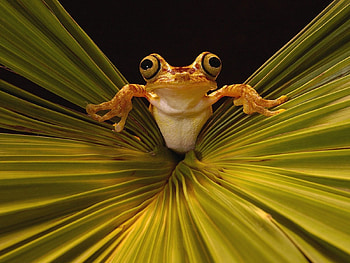 Frog, black, yellow, green, broasca, leaf HD wallpaper