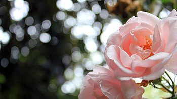 Macro, Light, Rose Flower, Rose, Petals, Light Coloured HD wallpaper