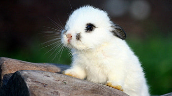 Rabbit , High-quality , Superior visuals, now HD wallpaper