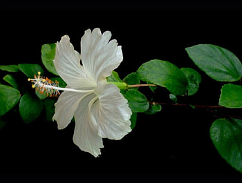 Hibiscus, flora, petals, flower HD wallpaper