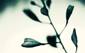 Grass, Background, Plant, Macro, Branch HD wallpaper
