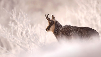Chamois France, Bing , Stunning , Beautiful wildlife HD wallpaper