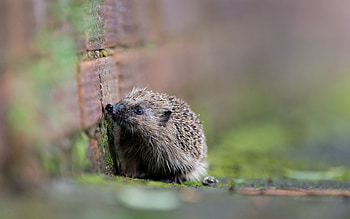 Animals, Blur, Smooth, Thorns, Prickles, Hedgehog HD wallpaper