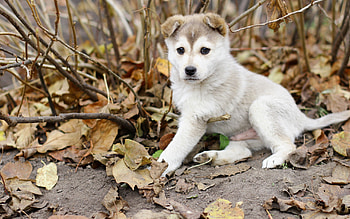Animals, Autumn, Leaves, Dog, Puppy HD wallpaper