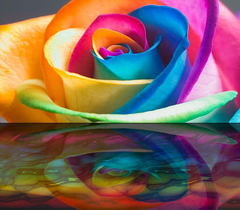 Rainbow Rose , sweet, dom, friendships, colours, rainbows, rose, life, love, memories HD wallpaper