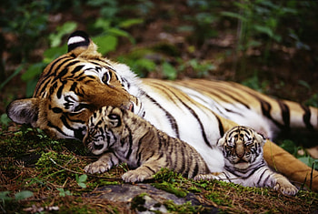 Tigers., babies, tiger, forest, resting HD wallpaper