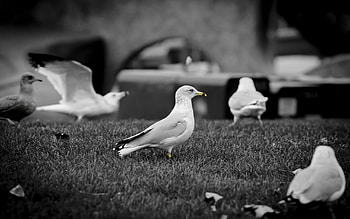 Animals, Birds, Grass, Seagull, Gull, Flock HD wallpaper