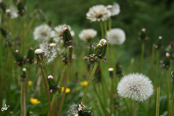 adi, nature, flowers HD wallpaper