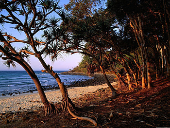 Nature, Trees, Sand, Shore, Bank, Roots, Australia HD wallpaper