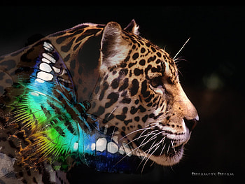 animals, background, black, leopard, butterfly HD wallpaper