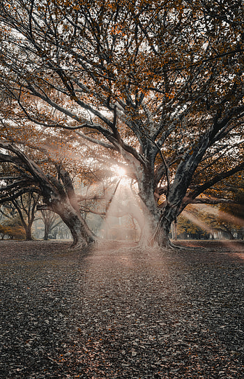 Nature, Trees, Beams, Rays, Sunlight HD phone wallpaper