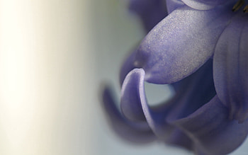 Plant, Macro, Petals, Blur, Smooth HD wallpaper