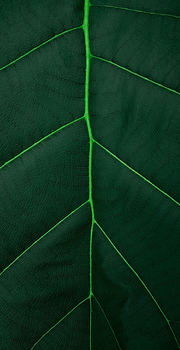 Plant, Macro, Sheet, Leaf, Veins HD phone wallpaper