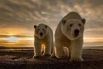 Animal, Polar Bear, Bear, Sunset, Bears HD wallpaper