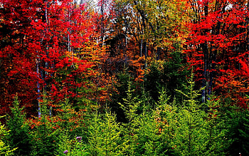 AUTUMN FOLIAGE, autumn, colors, season, forest HD wallpaper