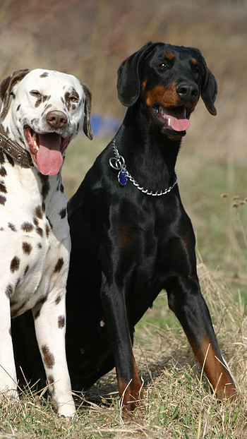 Doberman Dog, Hunting, Dalmatian HD phone wallpaper