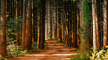 Forest path, Pine Trees HD wallpaper
