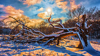 Broken Tree, winter, sky, sunset, snow, clouds HD wallpaper