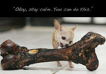 YUM YUM, puppy, large, small, bone HD wallpaper
