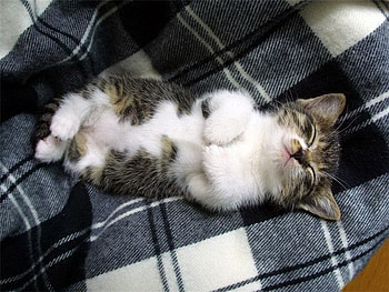 Safe and Secure, kitten, pretty, cute, beautiful, sleeping HD wallpaper