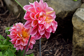 The Colors Of Nature, nature colors, colorful flowers, pink flowers, pretty flowers HD wallpaper